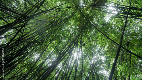 Floresta de bambu, vito de baixo para cima