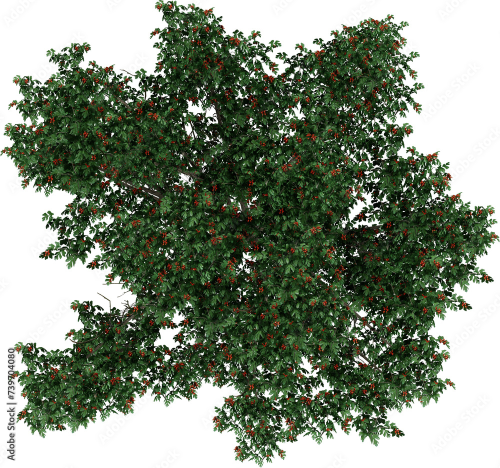 bush tree flower top view isolated on white background, 3d illustration, high resolution bush tree flower top view isolated on white background, 3d illustration, high resolution