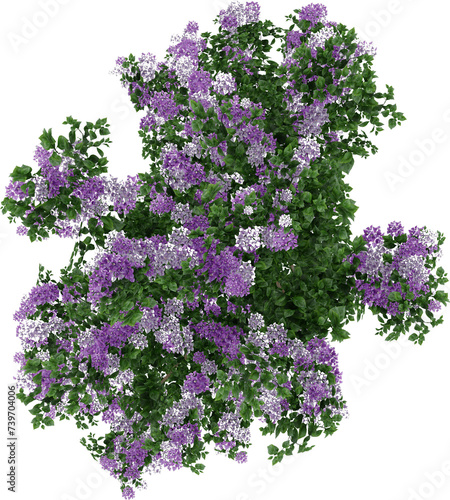 bush tree flower top view isolated on white background, 3d illustration, high resolution