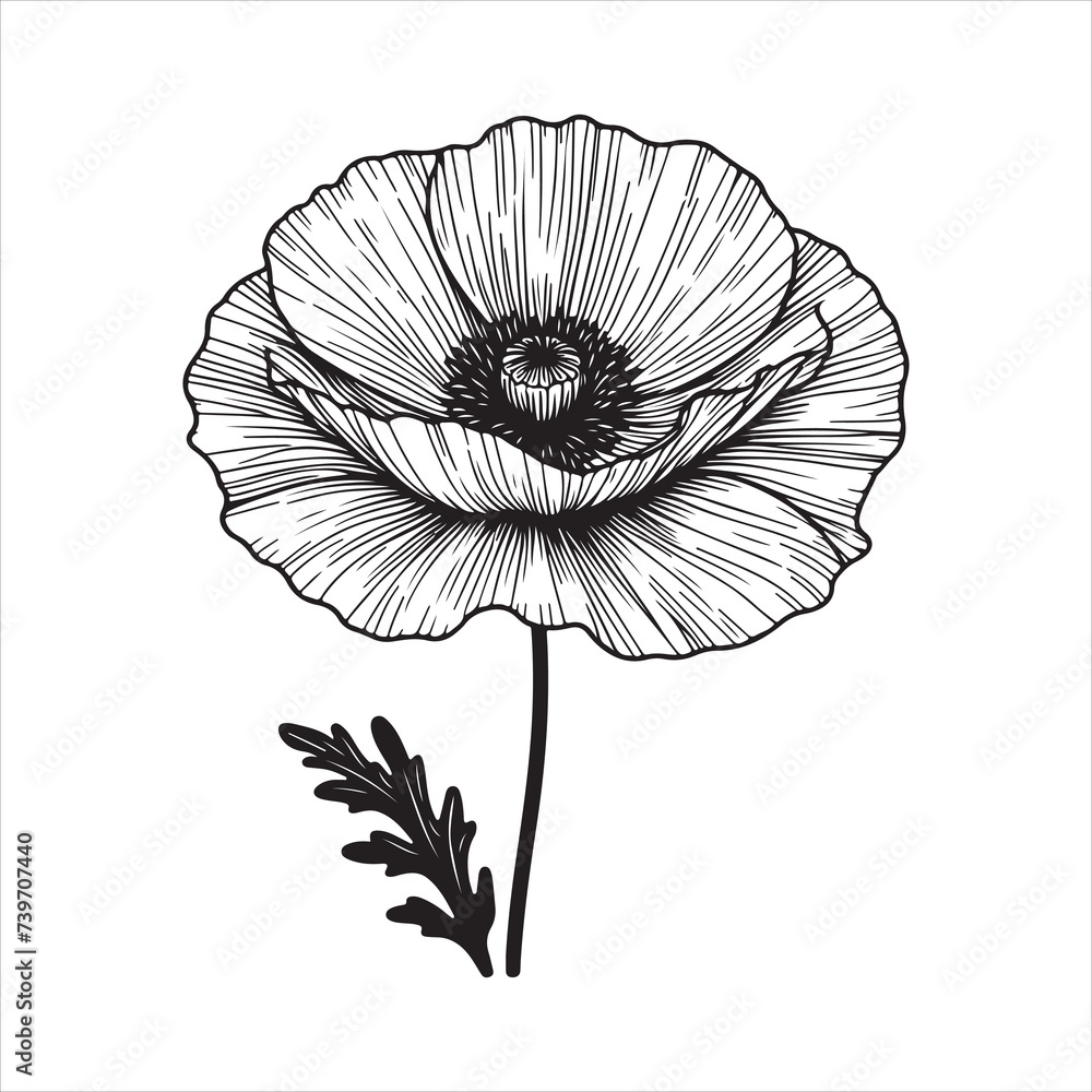 Obraz premium poppy vector & illustration