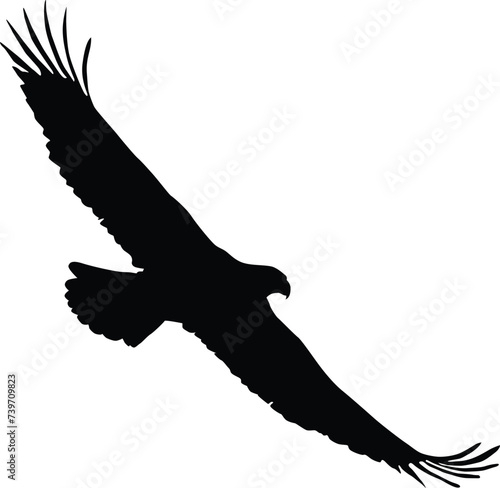 Bald eagle silhouette. Bird flying silhouette illustration