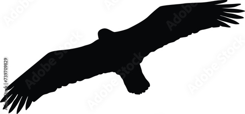 Bald eagle silhouette. Bird flying silhouette illustration