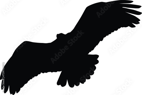 Bald eagle silhouette. Bird flying silhouette illustration