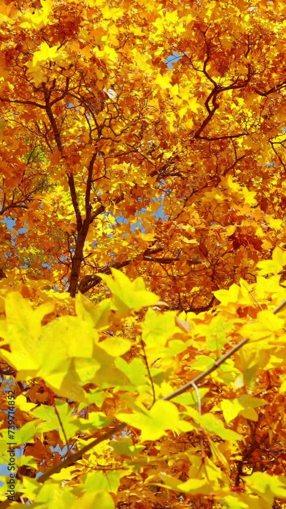 Beautiful autumn landscape against the sky