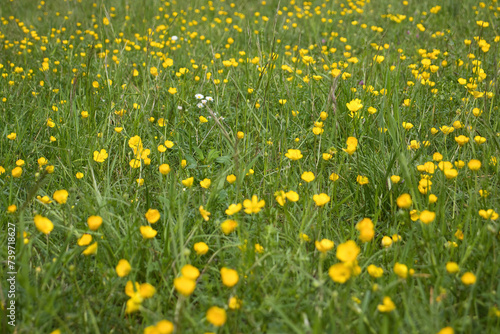A few small white flowers in a field of green grass and yellow flowres on a spirng day in Rhineland Palatinate, Germany.