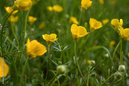 Small  delicate yellow flowers growing in a field of green grass on a spring day in Rhineland Palatinate  Germany.