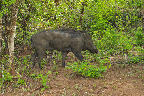 The male indian boar (sus scrofa cristatus) jogging through monsoon evergreen forest. Yala national park, Sri Lanka