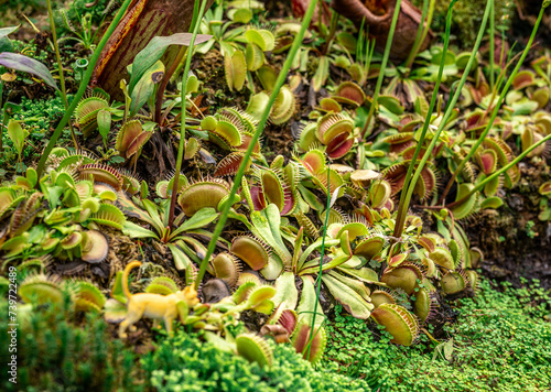Dionaea, iconic Venus flytrap. vivid colors, and carnivorous nature, this photo is perfect for botanical enthusiasts and horticultural projects. closeup view intricate details fascinating plant