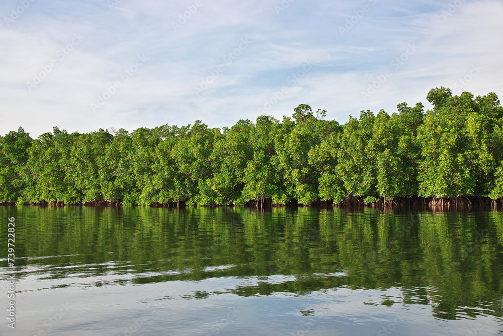Mangroves jungle close Toubacouta village, Senegal, West Africa