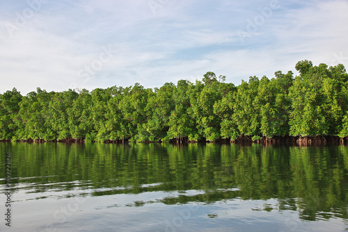 Obraz na płótnie Mangroves jungle close Toubacouta village, Senegal, West Africa w salonie