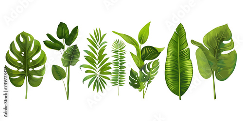 Tropical leaves on transparent background PNG