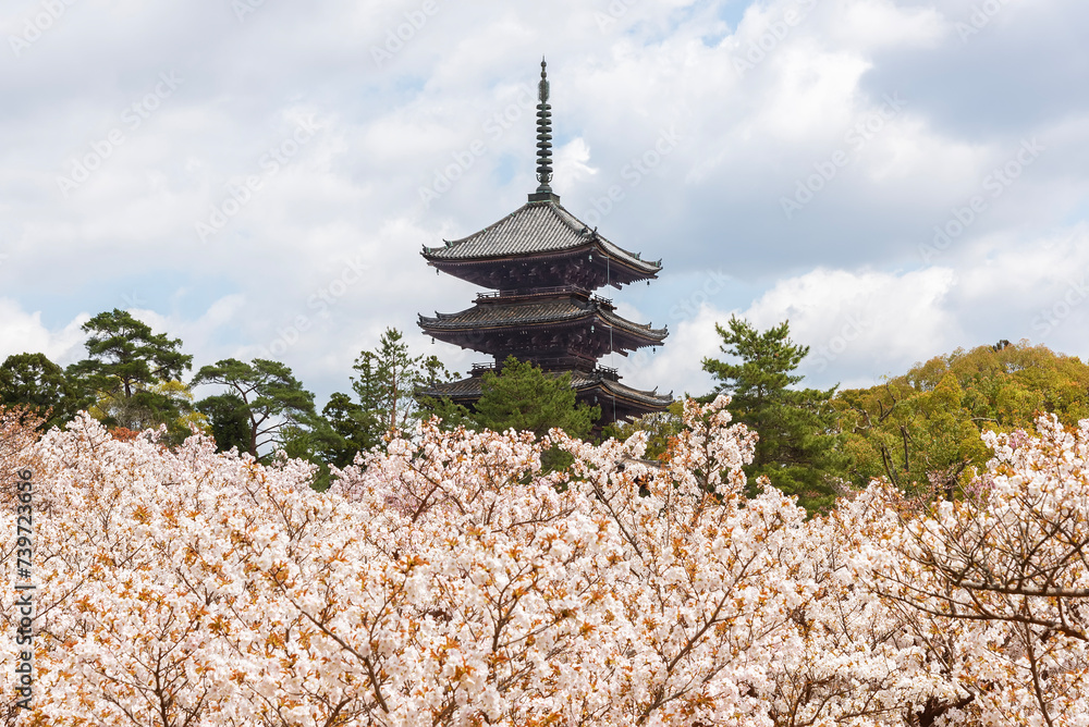 Beautiful sakura flower blossom in Ninna-ji temple, Kyoto, Japan Beautiful sakura flower blossom in Ninna-ji temple, Kyoto, Japan