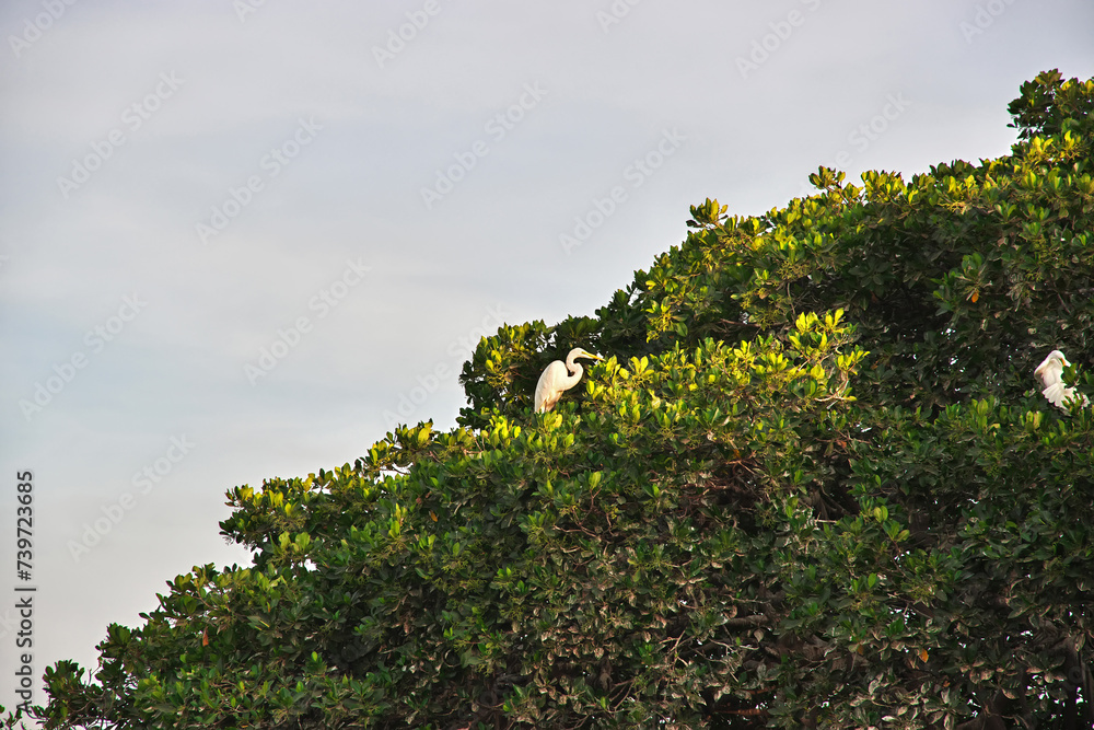 Bird in mangroves jungle close Toubacouta village, Senegal, West Africa