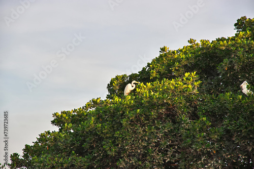 Bird in mangroves jungle close Toubacouta village  Senegal  West Africa