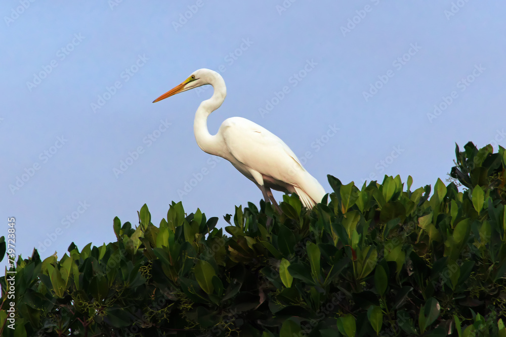 Bird in mangroves jungle close Toubacouta village, Senegal, West Africa Bird in mangroves jungle close Toubacouta village, Senegal, West Africa