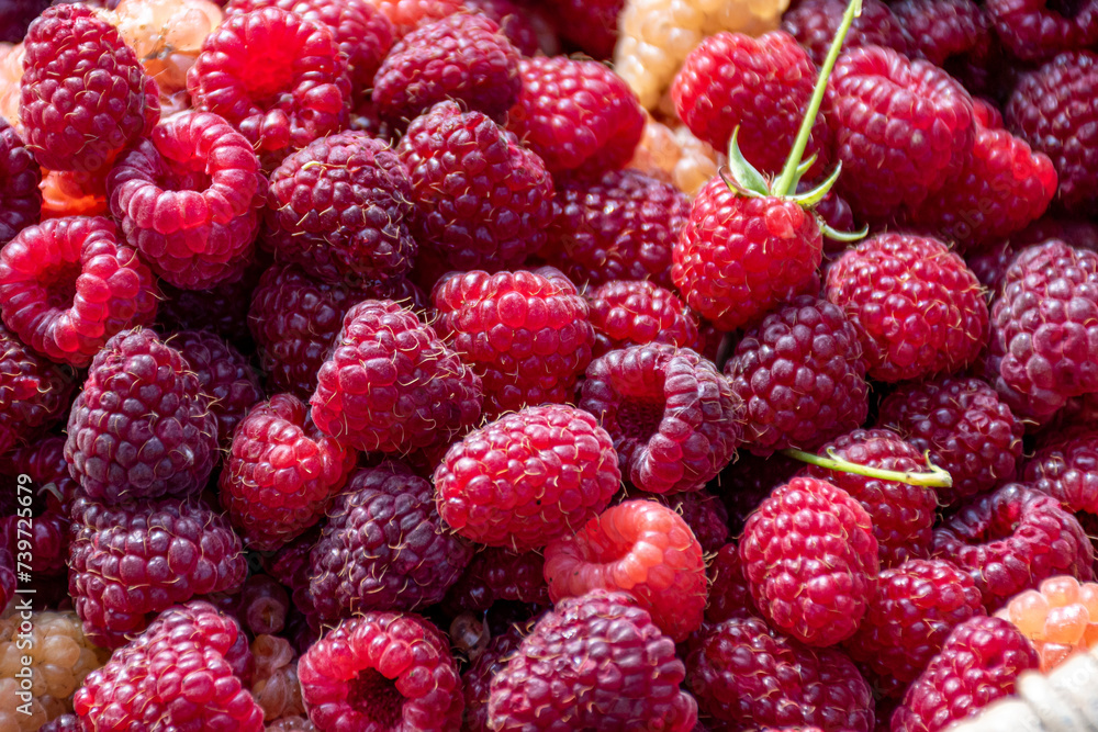 Background of fresh sweet red raspberries arranged together representing concept of healthy diet Background of fresh sweet red raspberries arranged together representing concept of healthy diet