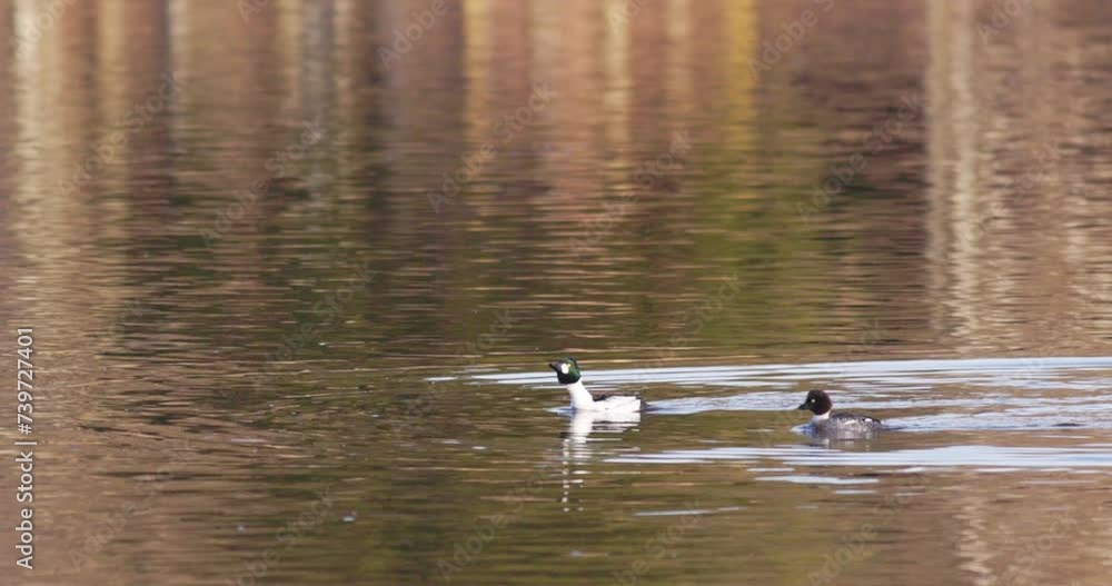 The common goldeneye - Bucephala clangula. The common goldeneye - Bucephala clangula.