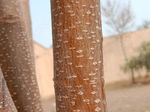 trees with horizontal lenticels on bark or lenticels on bark or lenticels on setm photo