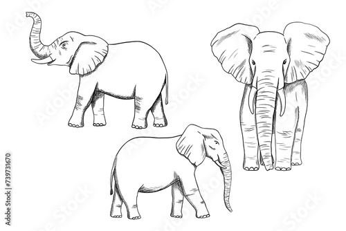Elephant line engraving sketch isolated on white background. Vector engraving illustrations set. Doodle african animal