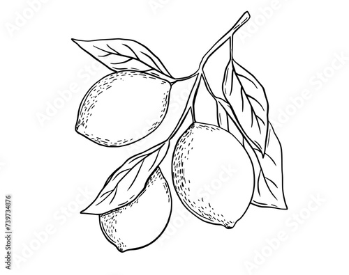 Etching lemon with leaves. Fruit tree branch hand drawn sketch, whole fresh citrus. Vector black and white engraving drawing isolated