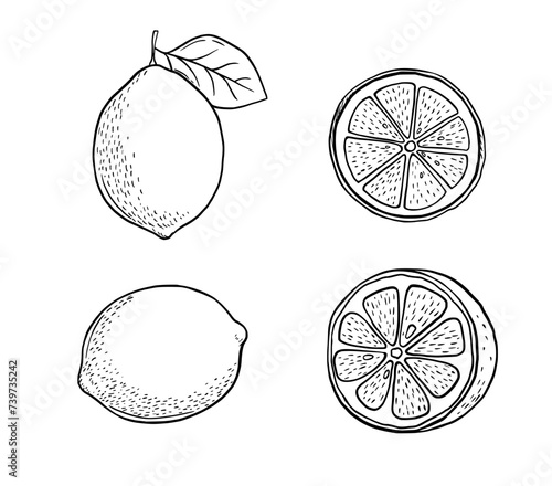Hand drawn etching slice lemon set. Fruit cut in sketch style, whole fresh citrus. Vector black and white drawing isolated