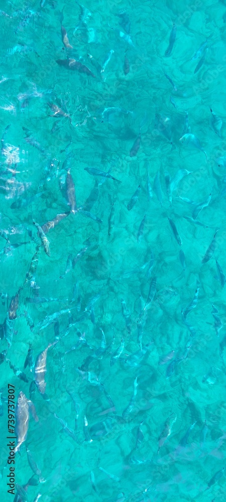 School of fish in crystal clear blue water