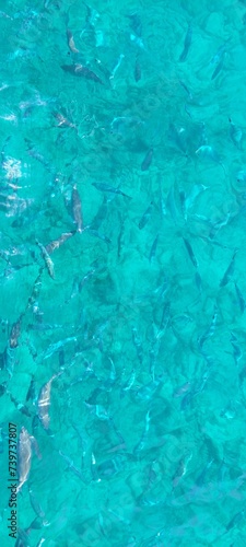 School of fish in crystal clear blue water