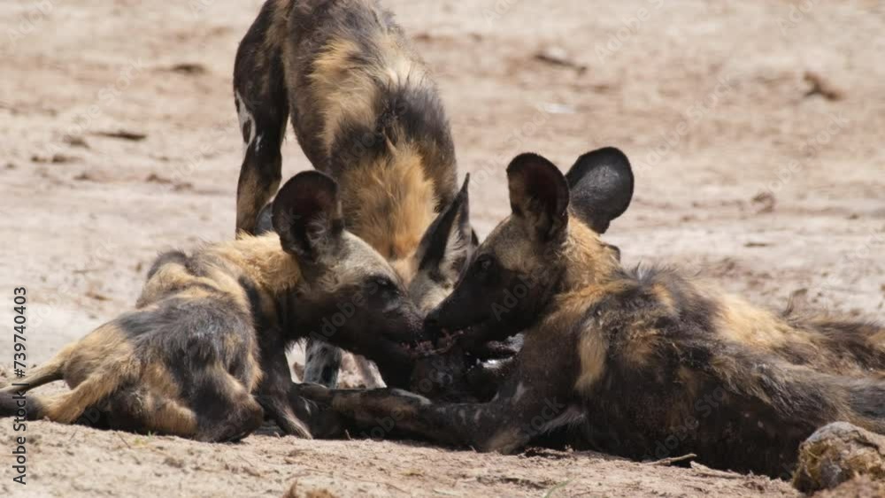 A Group Of African Painted Dogs Quarreling Over Animal Meat. Closeup Shot A Group Of African Painted Dogs Quarreling Over Animal Meat. Closeup Shot