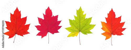 autumn leaves in a row on white background 