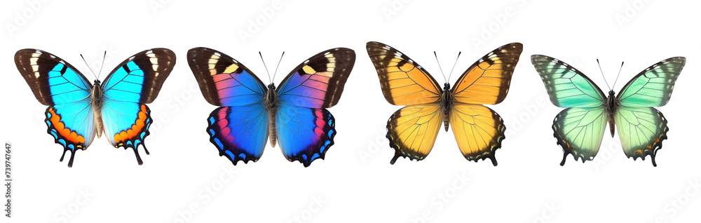 set of butterflies in row on white background isolated set of butterflies in row on white background isolated