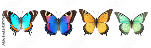 set of butterflies in row on white background isolated 