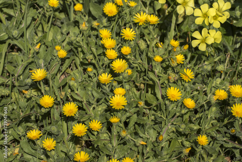 Calendula arvensis