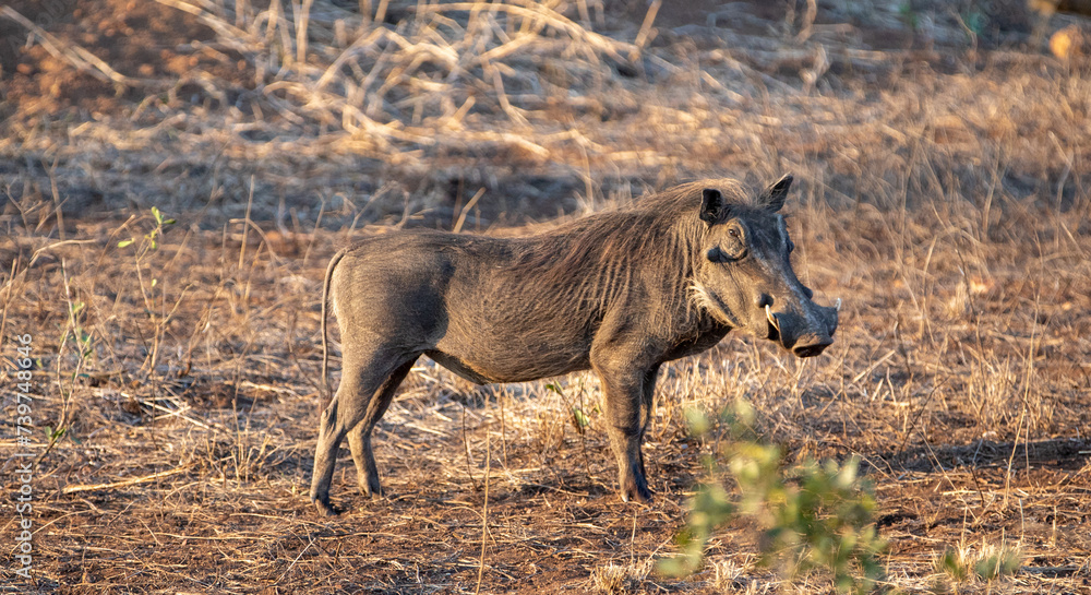 Golden hour view of common warthog in sub Saharan Africa Golden hour view of common warthog in sub Saharan Africa