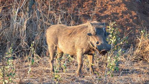 Warthog standing guard during golden hour in sub Saharan Africa photo