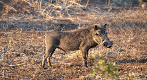 Golden hour view of common warthog in sub Saharan Africa photo