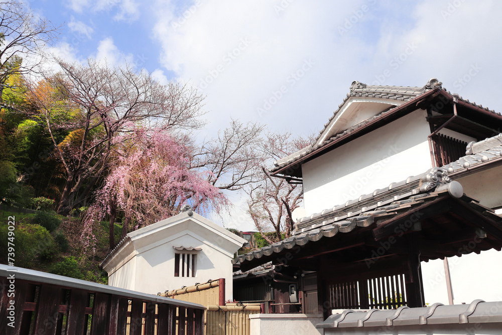 Old houses and sakura flowers, Kurashiki city, Japan. Traditional japanese hanami festival. Spring cherry blooming season in Asia