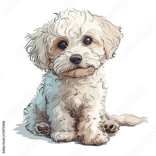 Illustration of a Bichon Frise dog on a white background