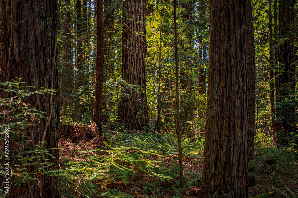 Green fern amongst giant sequoia trees in the Redwoods Forest in Northern California Green fern amongst giant sequoia trees in the Redwoods Forest in Northern California