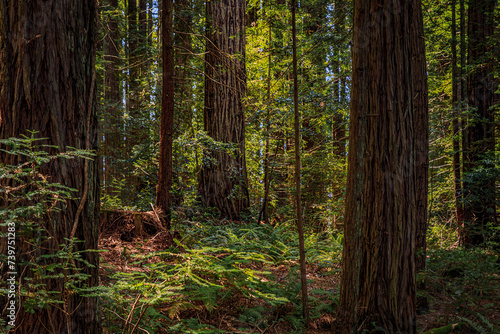 Green fern amongst giant sequoia trees in the Redwoods Forest in Northern California