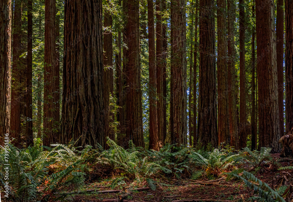 Fototapeta premium Green fern amongst giant sequoia trees in the Redwoods Forest in Northern California