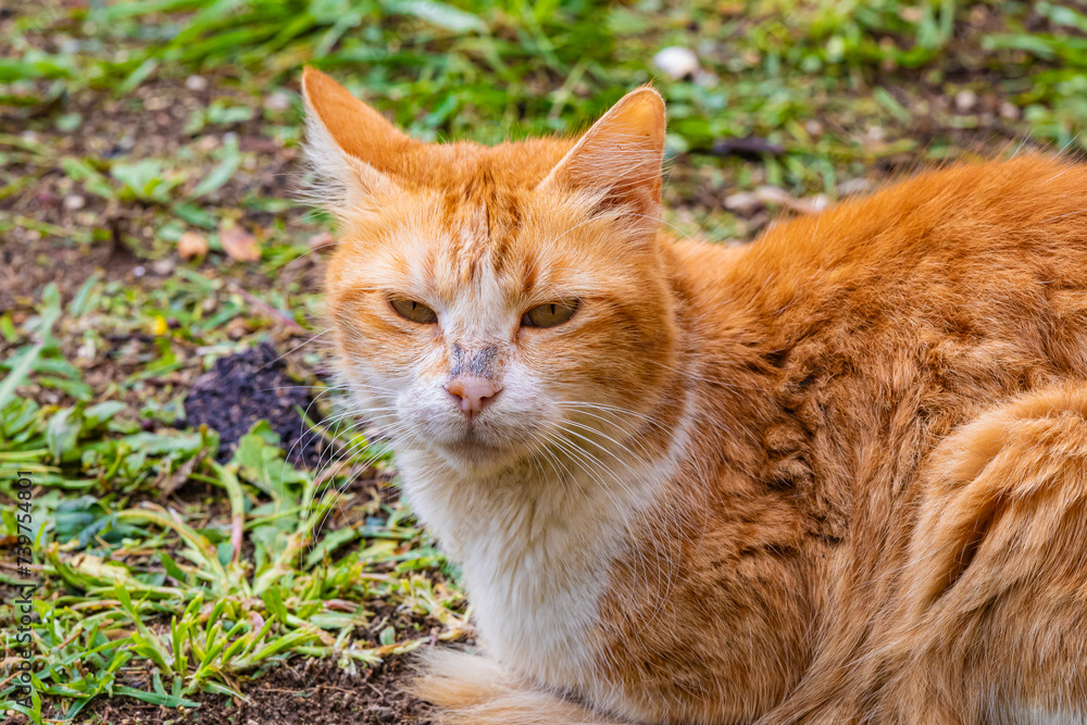 portrait of a cat close up