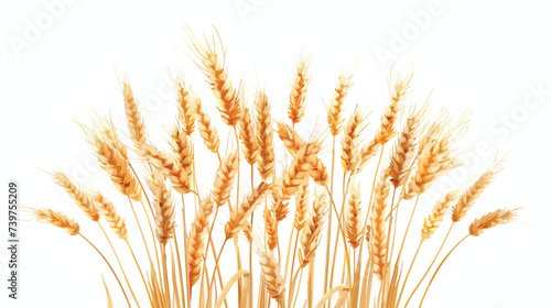 Bunch of wheat on white background.
