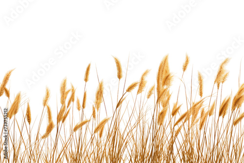 A photo capturing the sight of tall grass swaying in the wind. on a White or Clear Surface PNG Transparent Background.