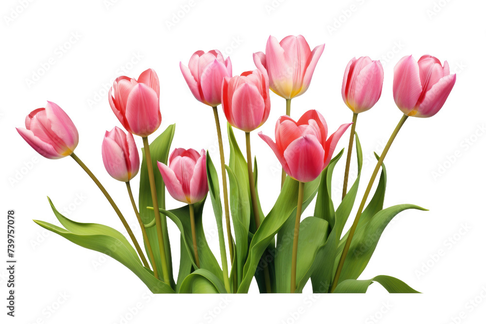 A vibrant arrangement of pink tulips fills a glass vase, creating a burst of color and freshness. on a White or Clear Surface PNG Transparent Background.