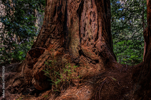 Close up of a tree trunk of a giant sequoia in the Redwoods Forest in Northern California