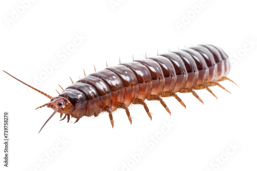 A detailed view of a brown insect captured. on a White or Clear Surface PNG Transparent Background.