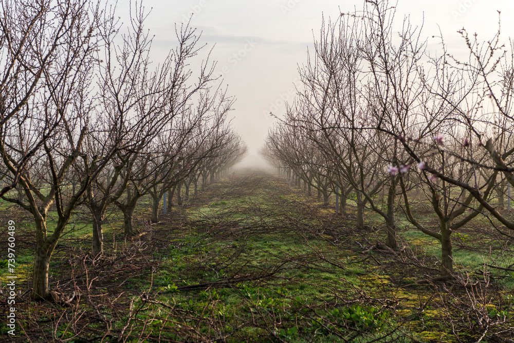 almond trees on a foggy spring morning almond trees on a foggy spring morning