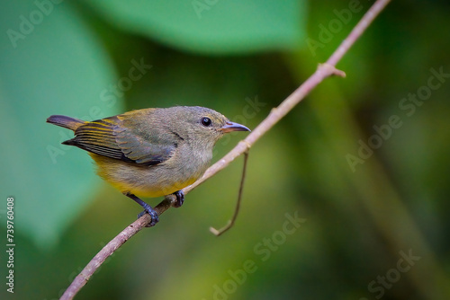 Bild auf Leinwand orange-bellied flowerpecker