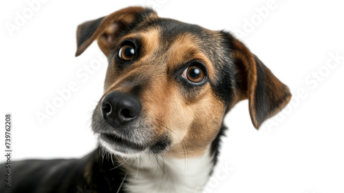 Funny  dog isolated on transparent background. PNG   © Katynn