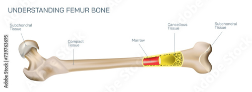 Types of bone fracture. Structure of a bone vector illustration. The quality or structure changes in marrow density. Build and strength of bone tissues. Stymptoms and stages and  growth. Bone anatomy.
